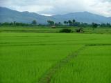 Paddy Fields