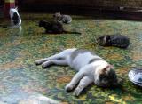 Lazy Cats