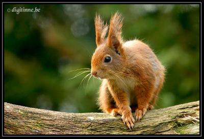 Summertime Squirrels