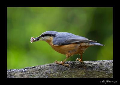 Nuthatch