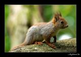 Shaking Squirrels