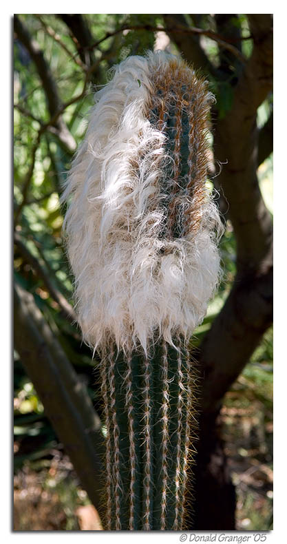 AZ-Cactus_D2X_8129.jpg