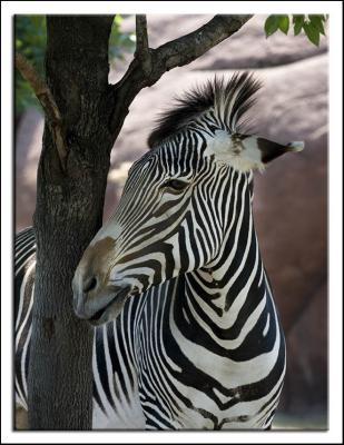 Zebra_D2X_2662.jpg