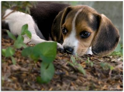 Beagle-pup_D2X_2913.jpg