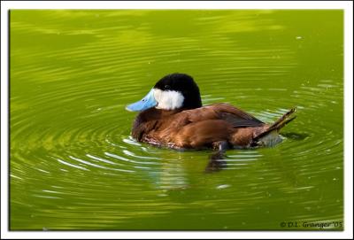 Zoo-Duck_D2X_6441.jpg