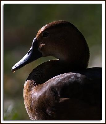 Zoo-Duck_D2X_6444.jpg