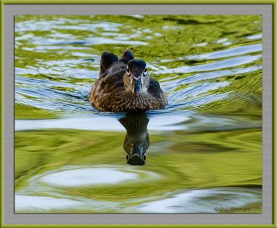 Zoo-Duck_D2X_6460.jpg