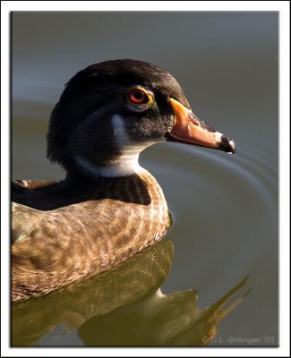 Zoo-Duck_D2X_6484.jpg