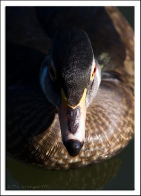 Zoo-Duck_D2X_6492.jpg
