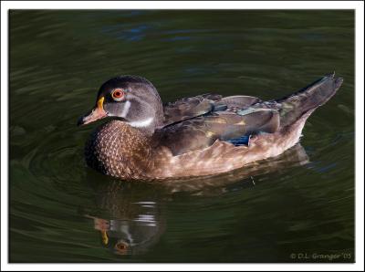 Zoo-Duck_D2X_6506.jpg