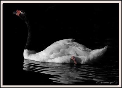 Zoo-Swan_D2X_6531-spot_clr.jpg