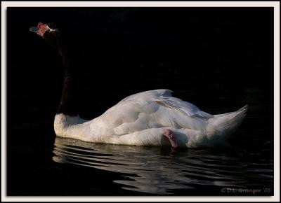 Zoo-Swan_D2X_6531.jpg