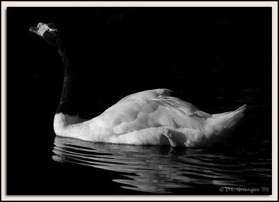 Zoo-Swan_D2X_6531_bw.jpg
