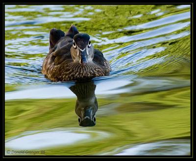 Zoo-Duck_D2X_6460-psig.jpg