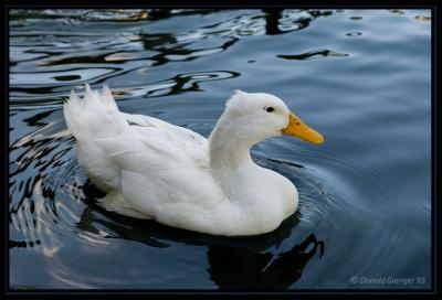 Duck_D2X_7669.jpg