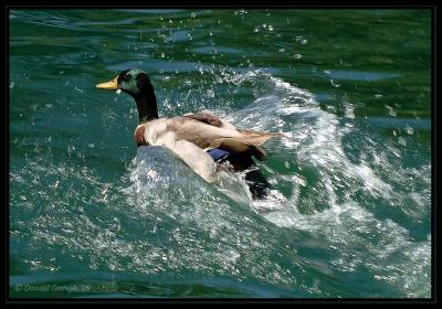 Duck_D2x_7651.jpg
