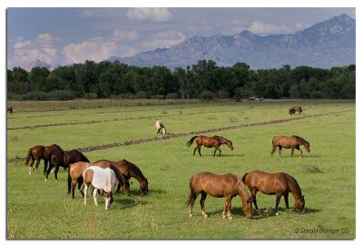 AZ-Horses_D2X_8207.jpg