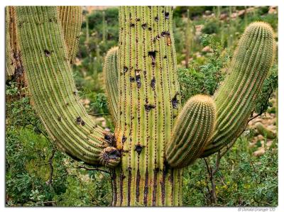 AZ_Mt-Lemmon_D2X_7811.jpg