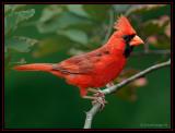 Cardinal_D2X_6700.jpg