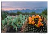 Arizona-Cactus_D2X_7964.jpg