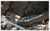 Rattlesnake D2X_8068.jpg