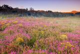 wild-flower-at-sunrise2.jpg