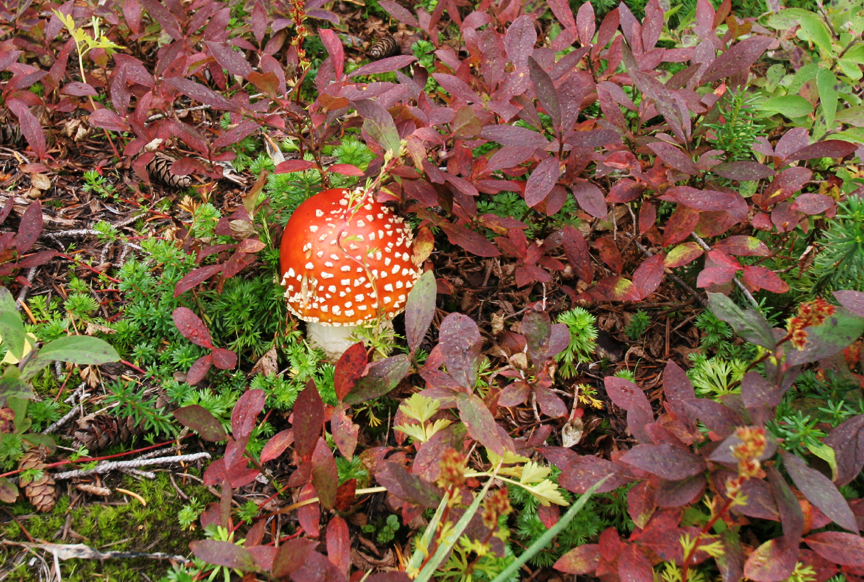 Cartoon looking mushroom