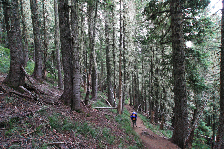 Back in the trees