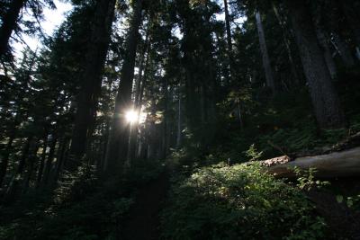 Sun coming up through the trees