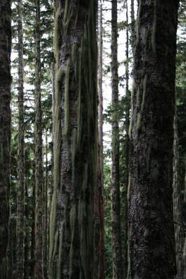 Moss on trees