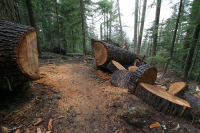 Large blow down along trail