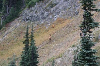 Highly cropped image of one of the elk we saw