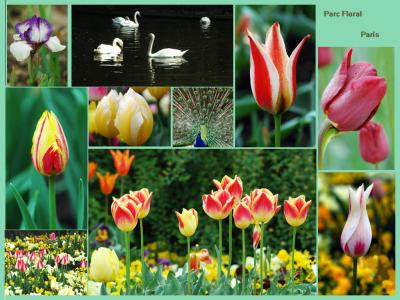 tulip puzzle