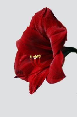 Amaryllis Öì¶¥ºì