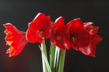 red amaryllis