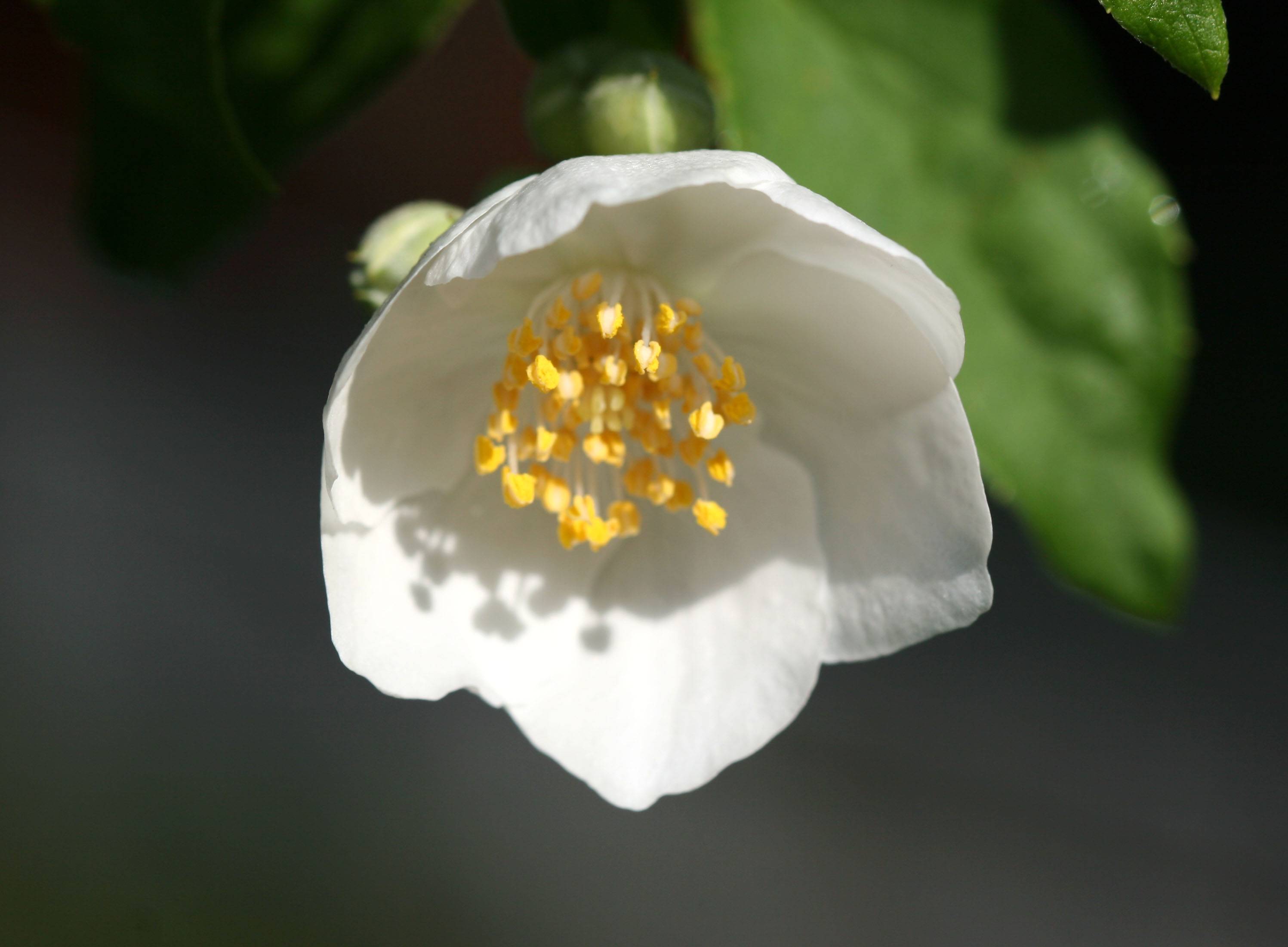 Mock Orange WSVG