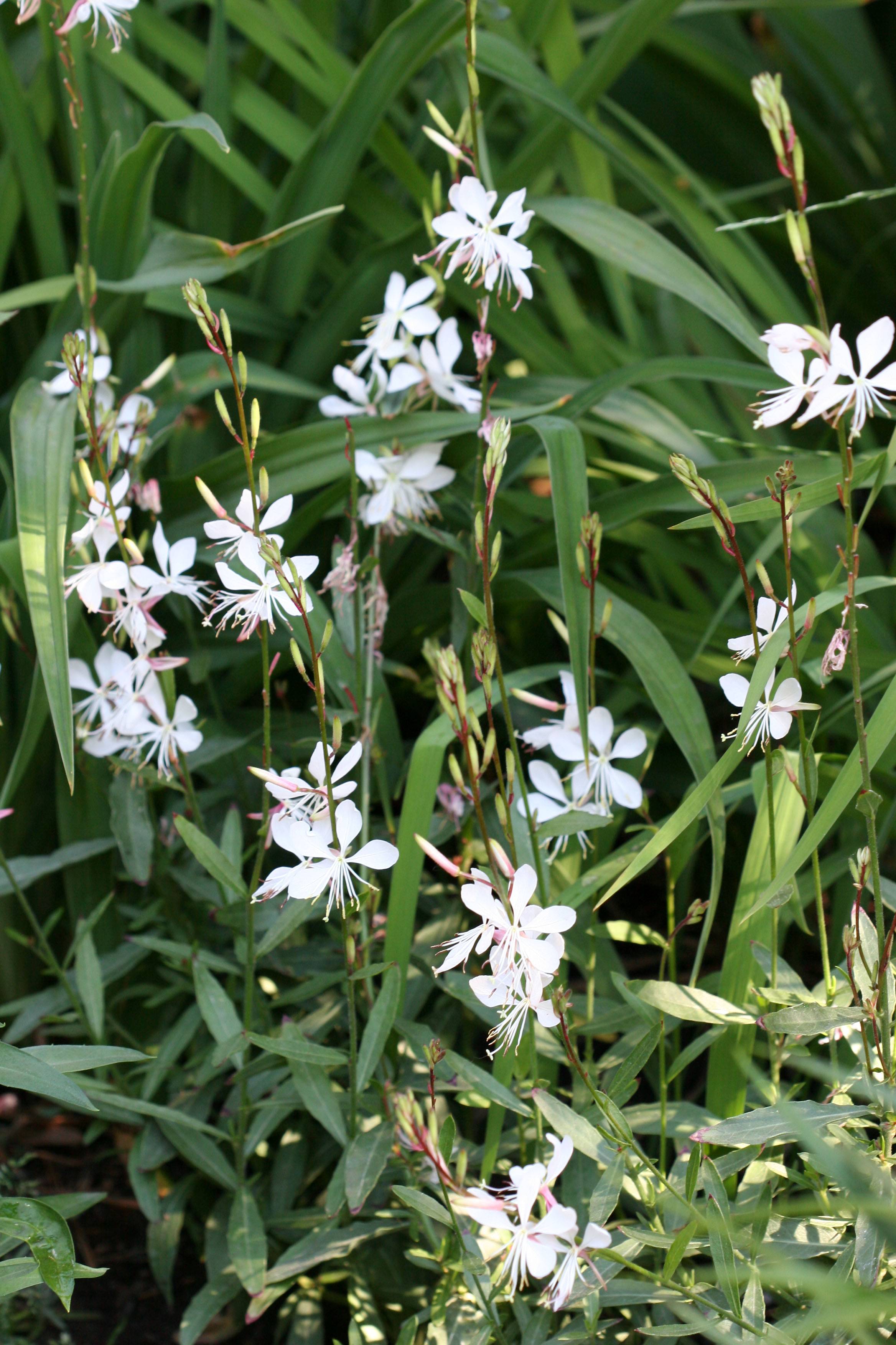 Gaura