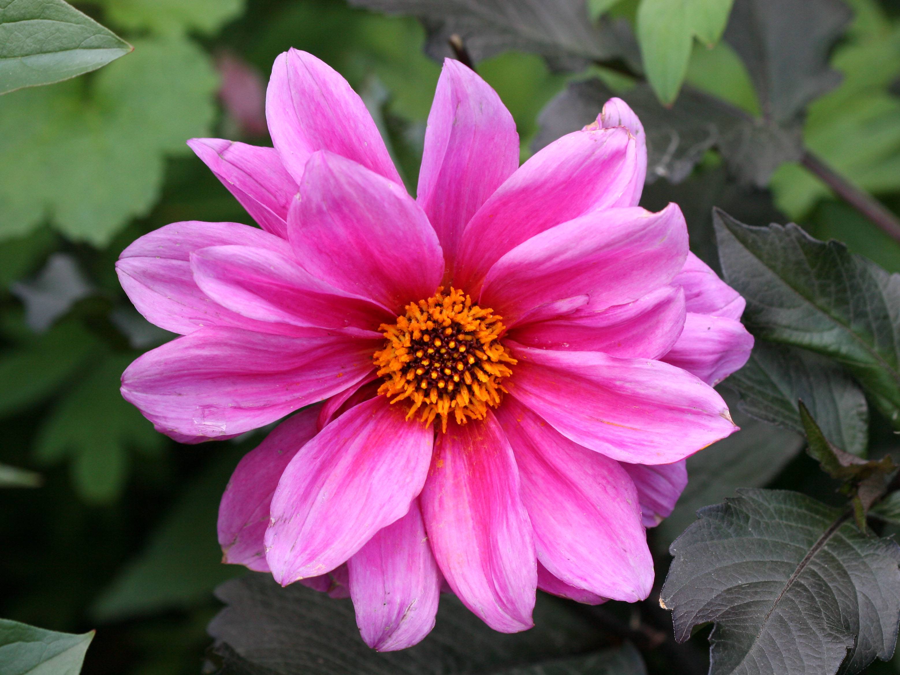 Dahlia