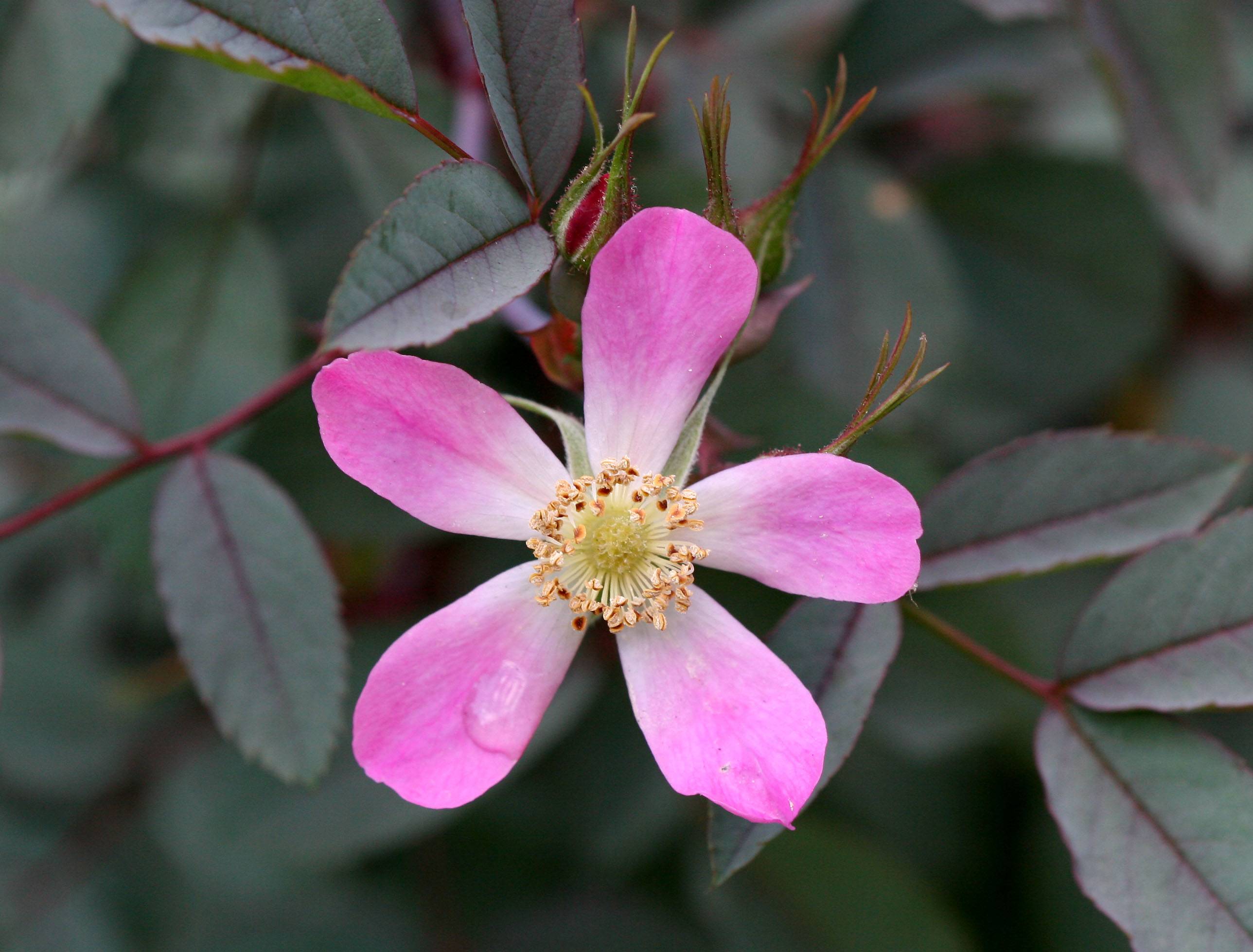 Glauca Rose