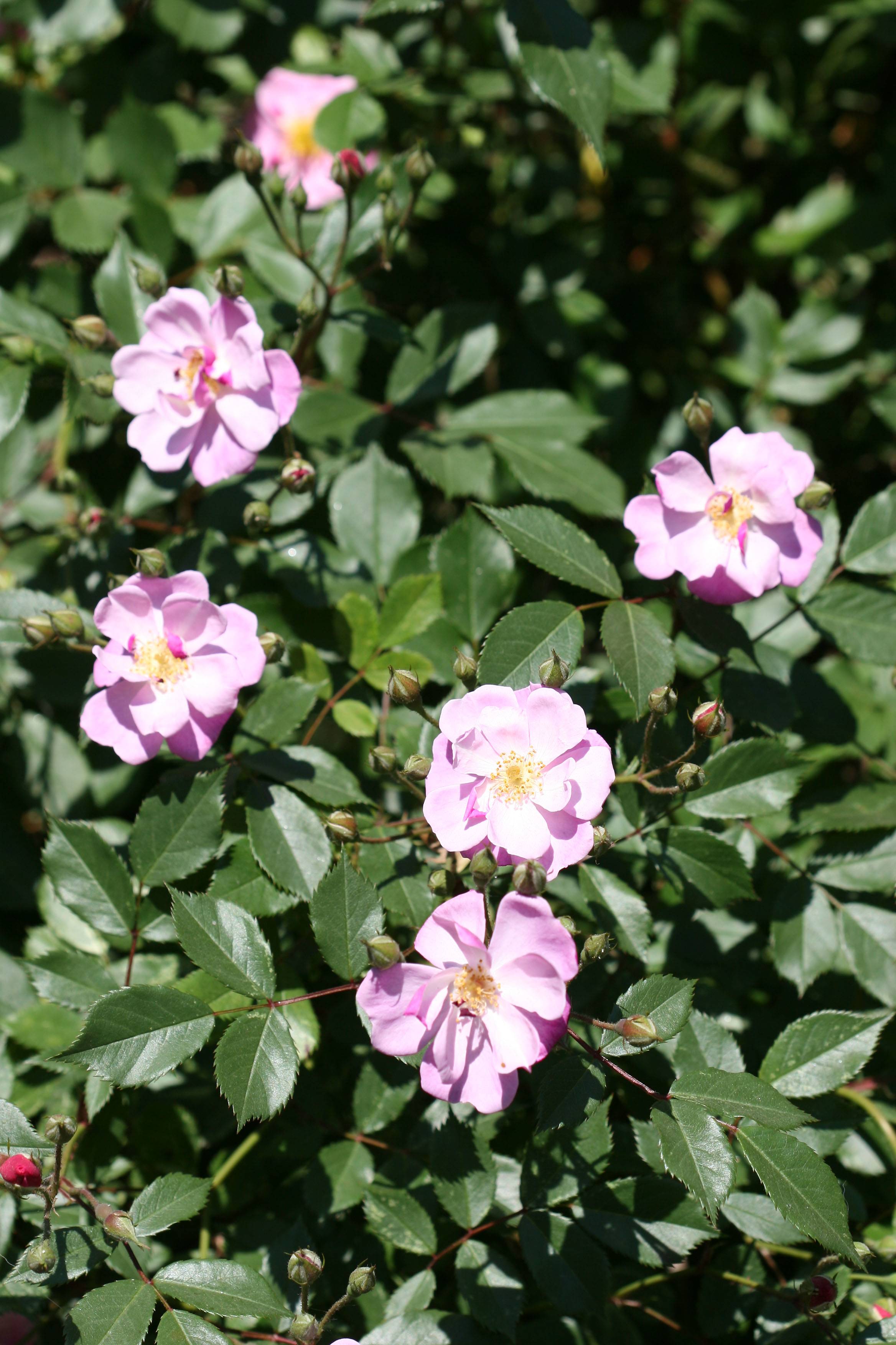 Rosa eglanteria
