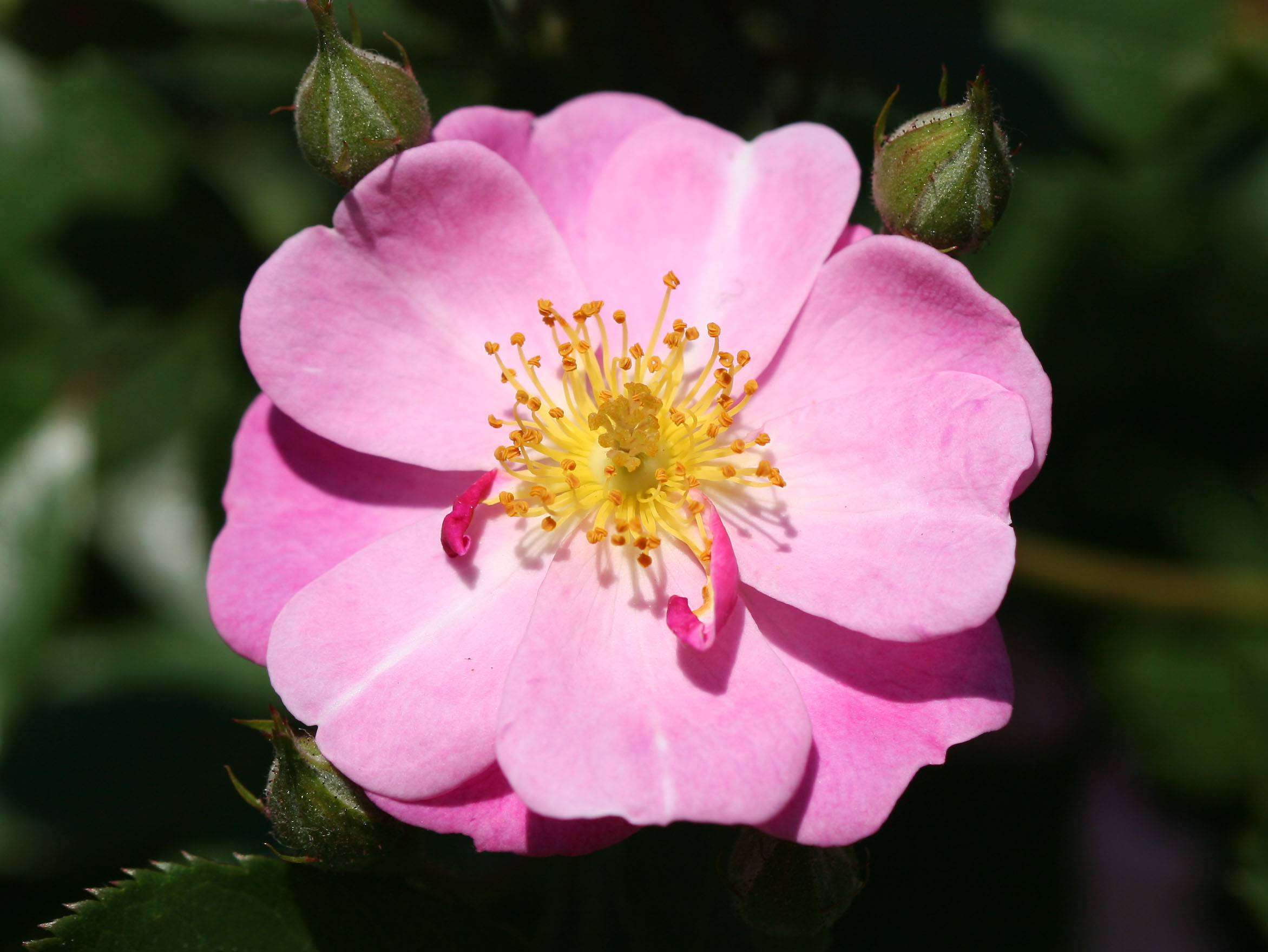 Rosa eglanteria