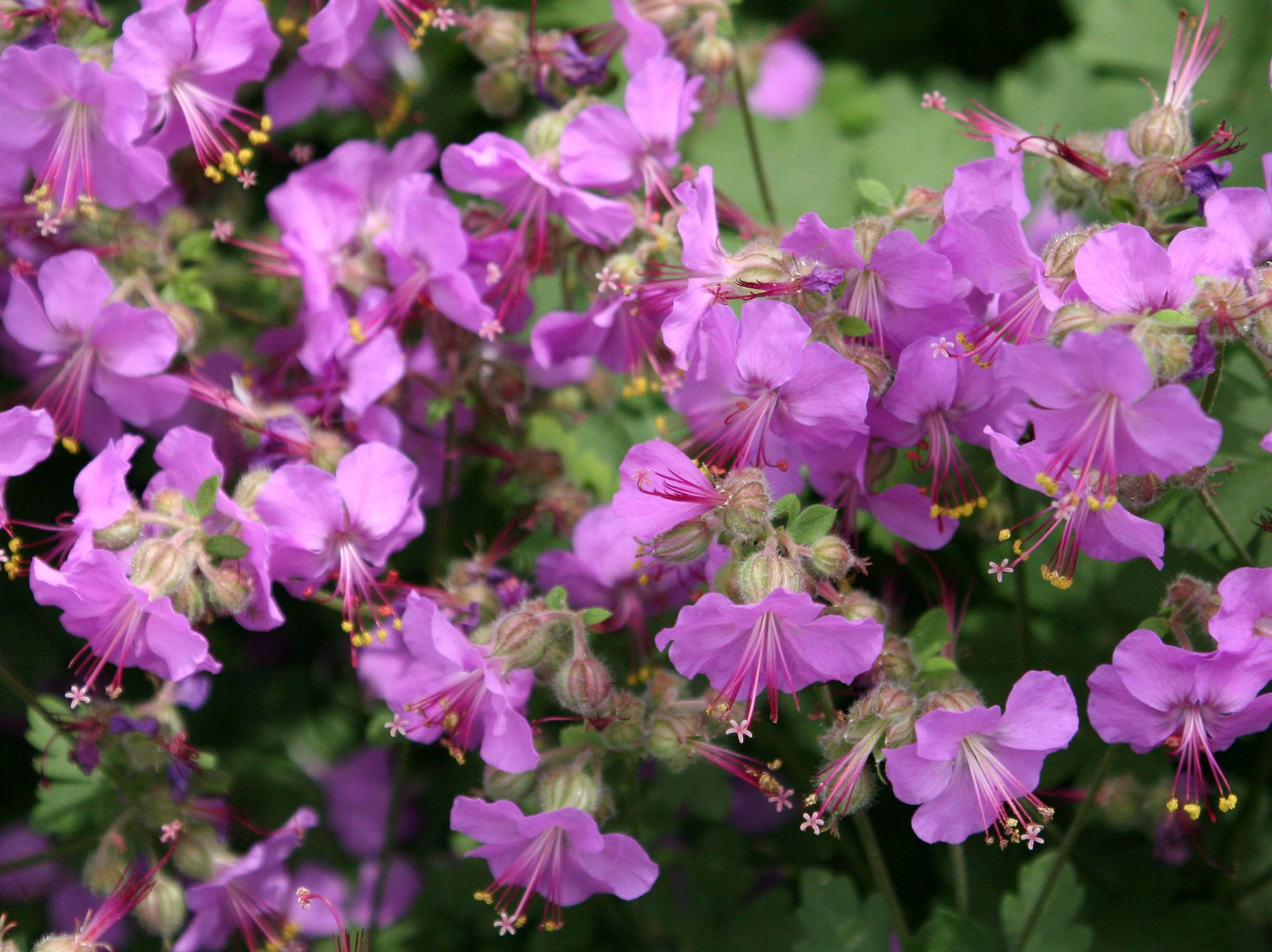 Geraniums