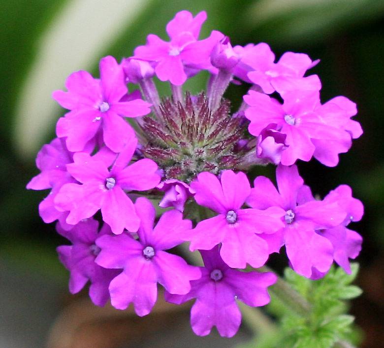Verbena