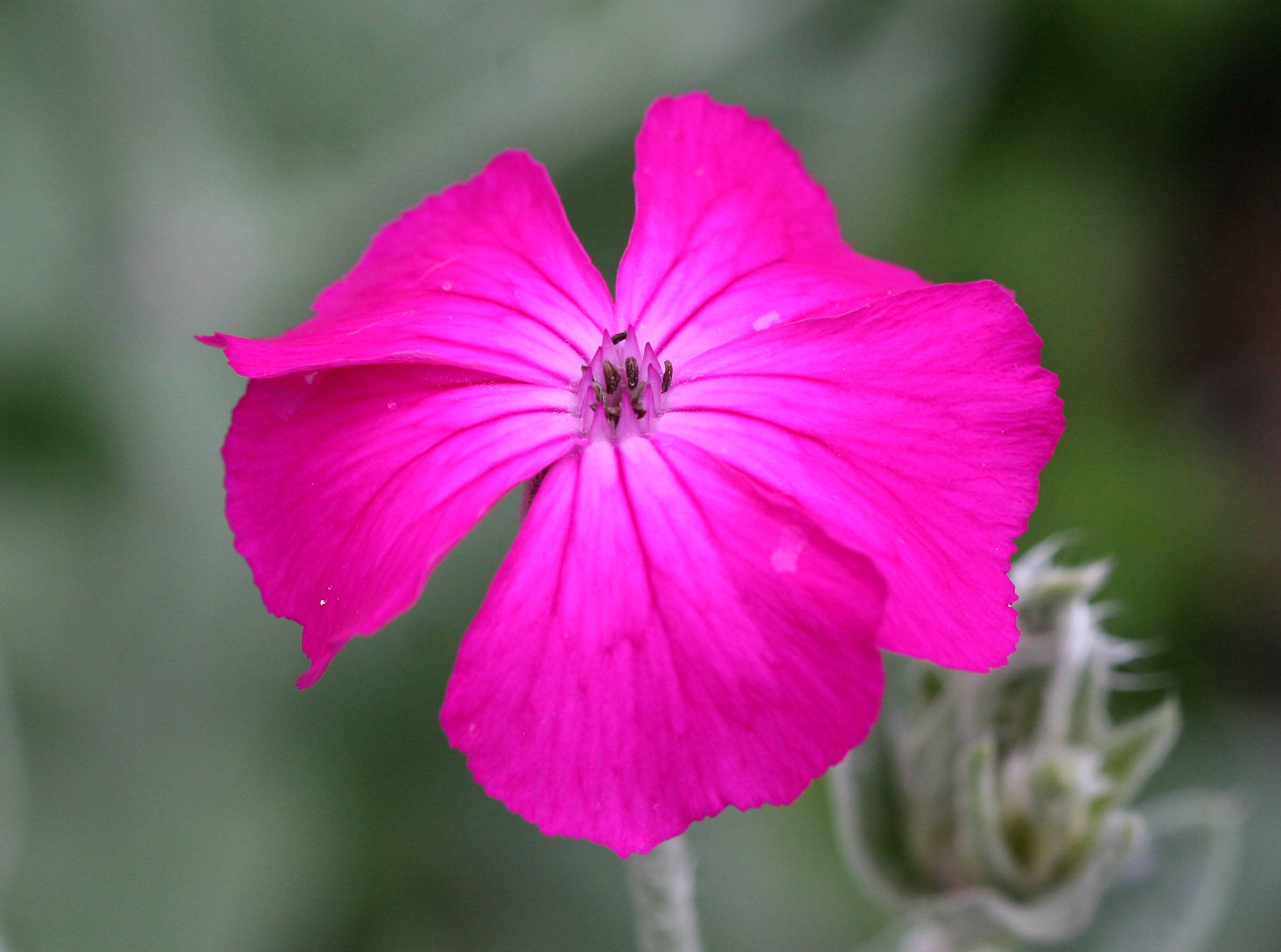 Rose Campion