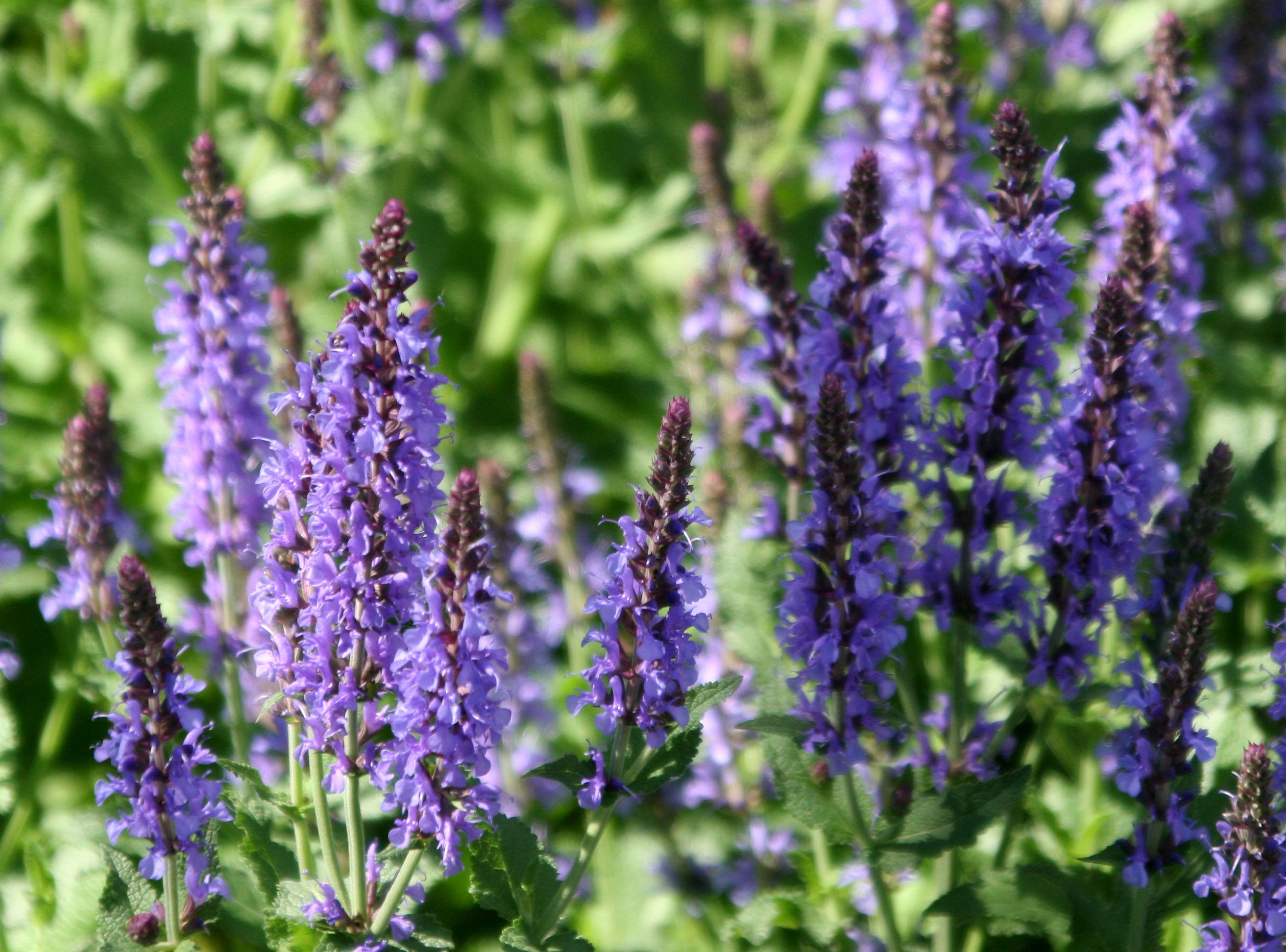 Salvia