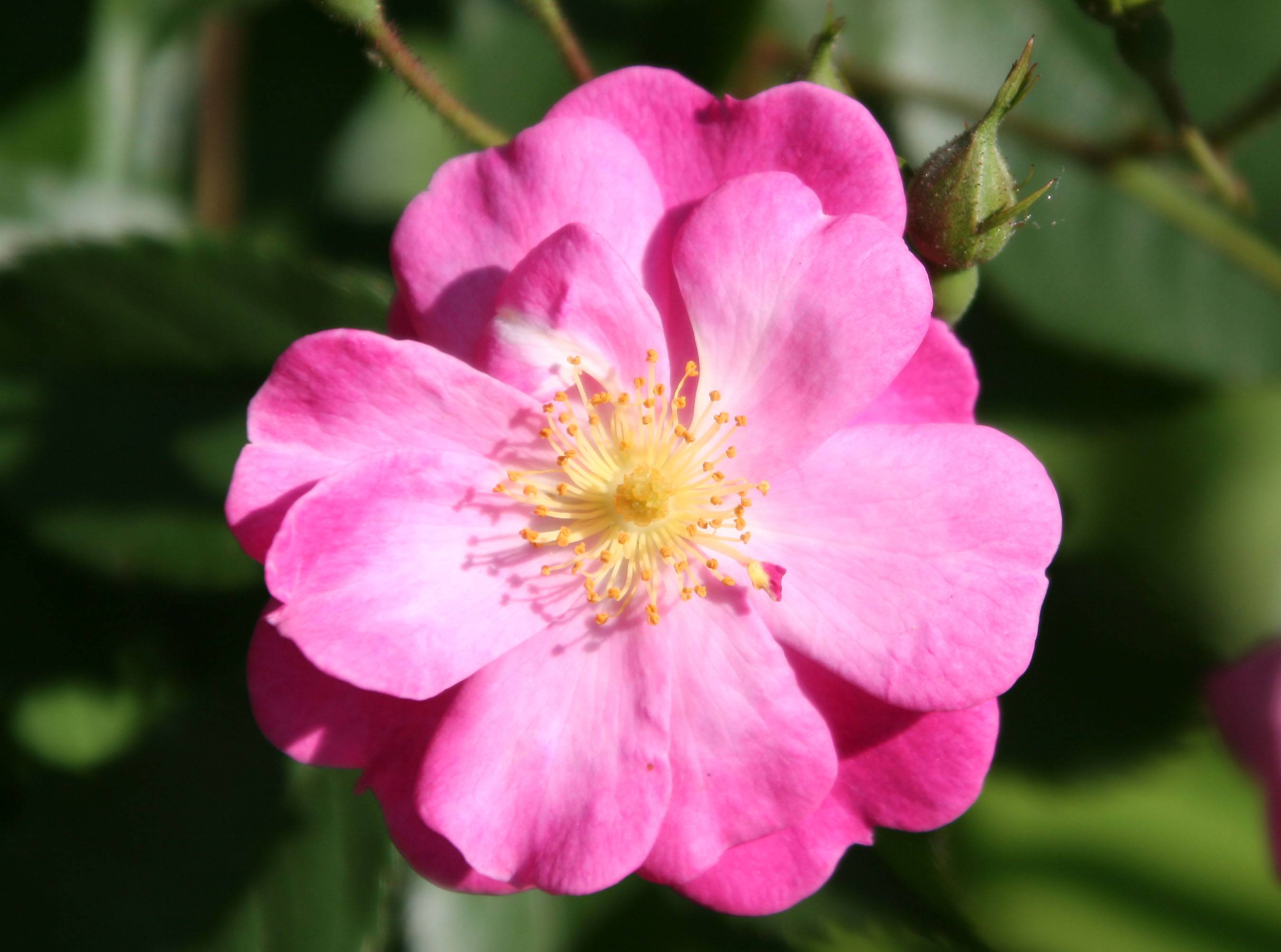 Sweet Chariot Rose