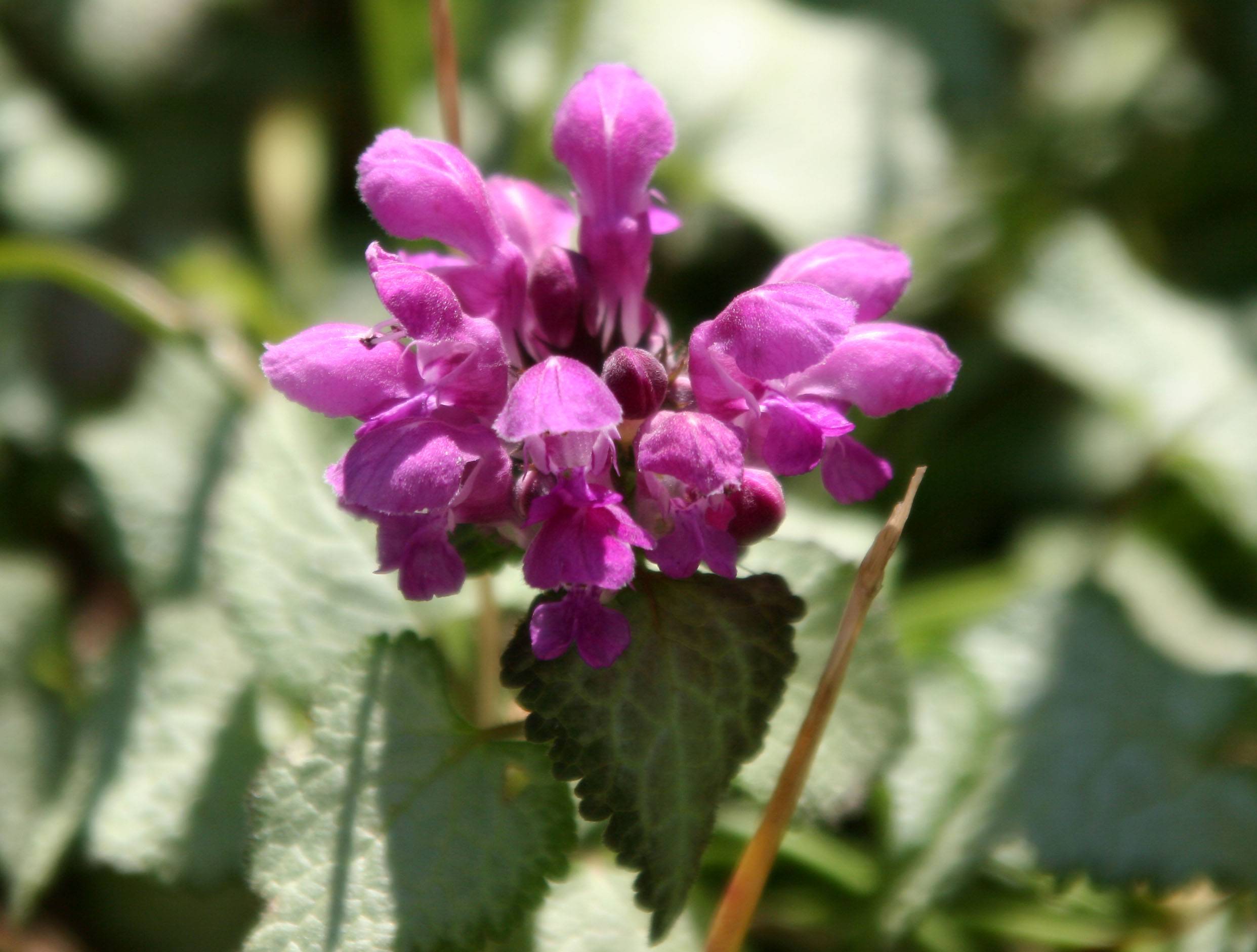 Lamium