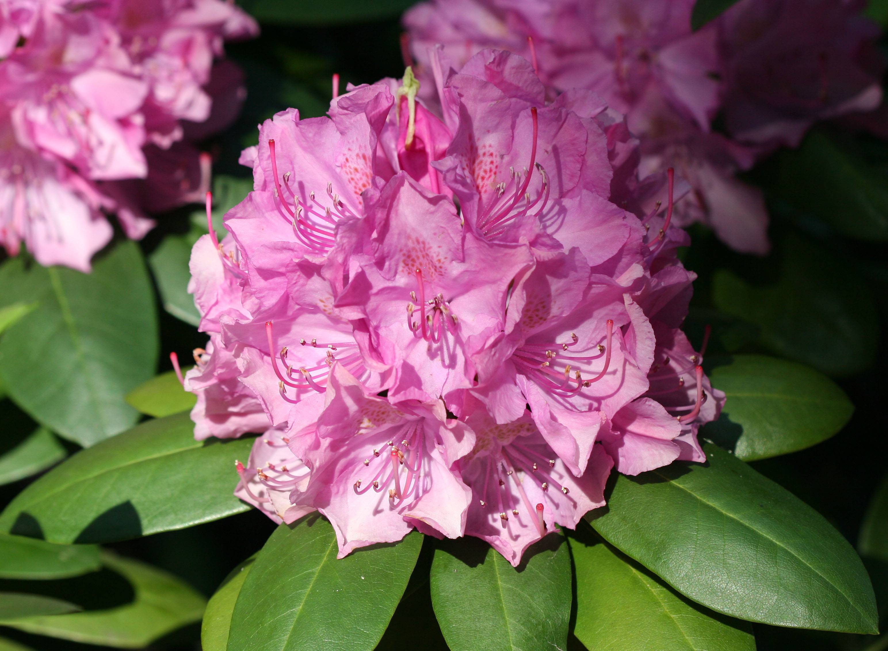 Rhododendron