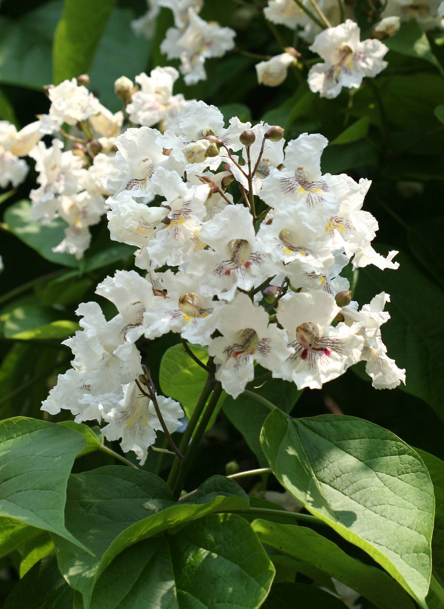 Catalpa Tree Blossoms