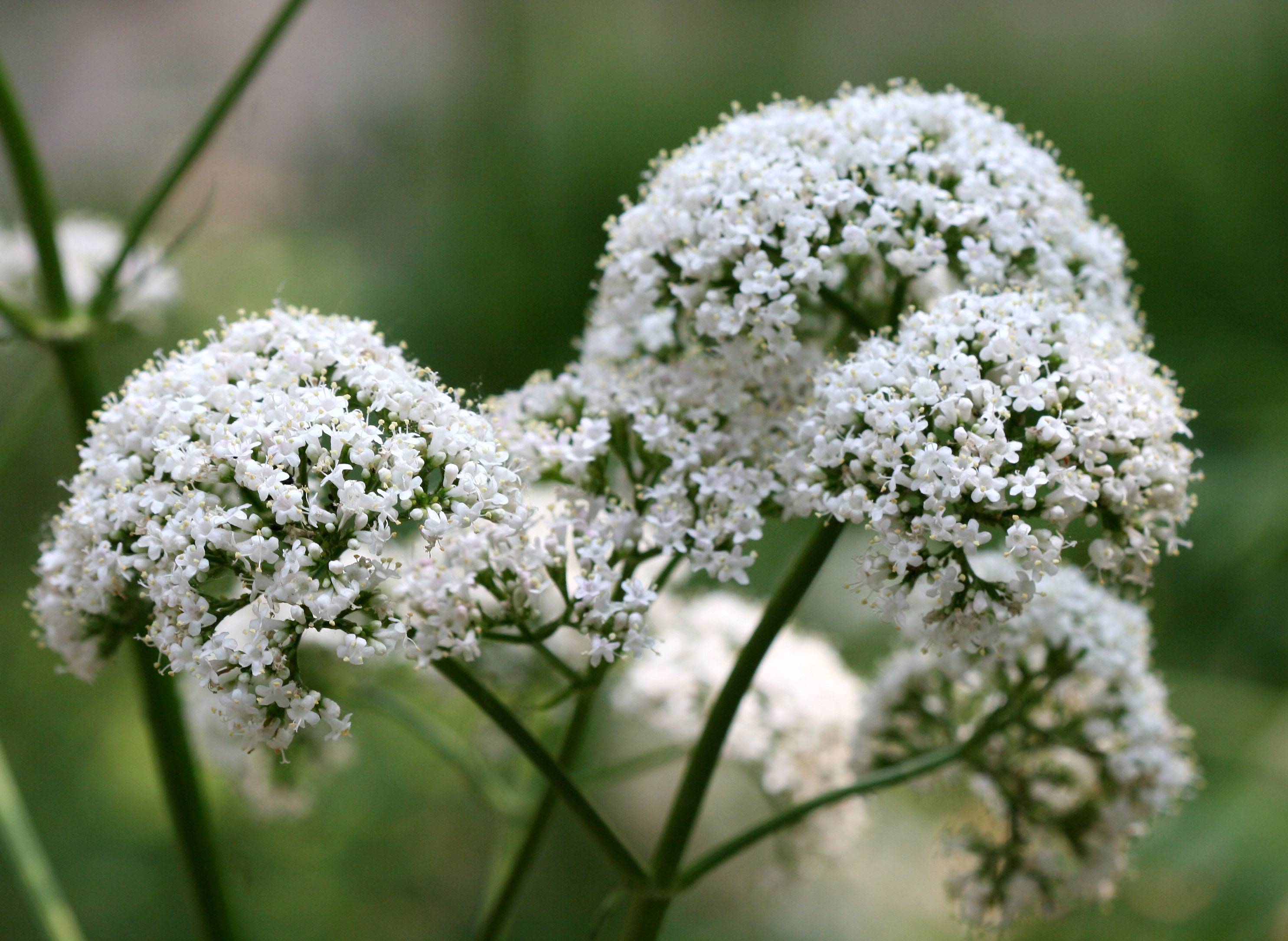 Valerian Cloud Puff Blossoms